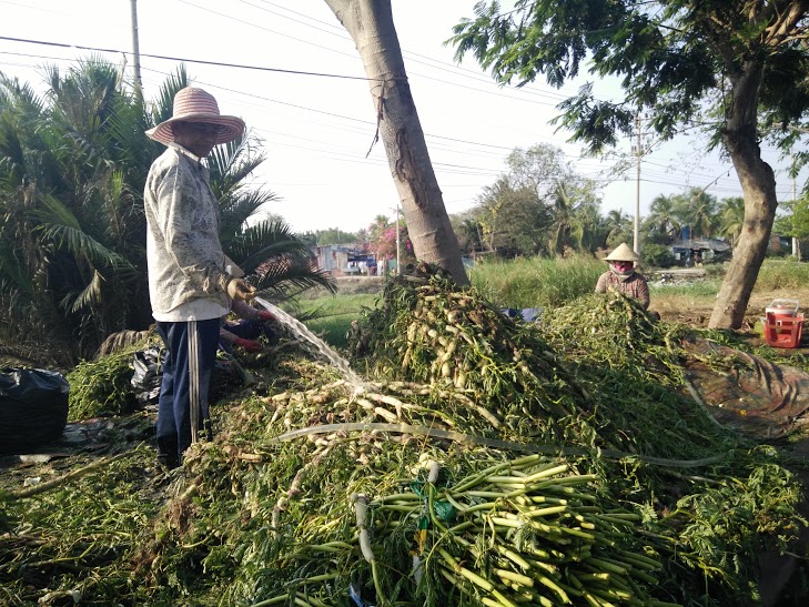Nghề[-]nhặt[-]rau[-]nhút[-]ở[-]Sài[-]Gòn
